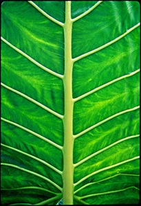 midrib of a large leaf